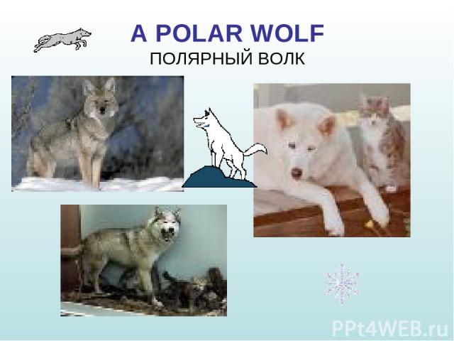 A POLAR WOLF ПОЛЯРНЫЙ ВОЛК