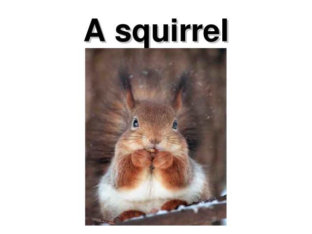 A squirrel