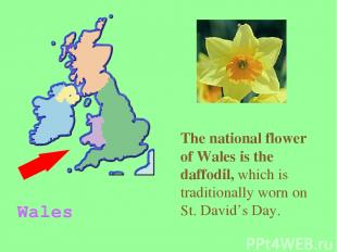 The national flower of Wales is the daffodil, which is traditionally worn on St.