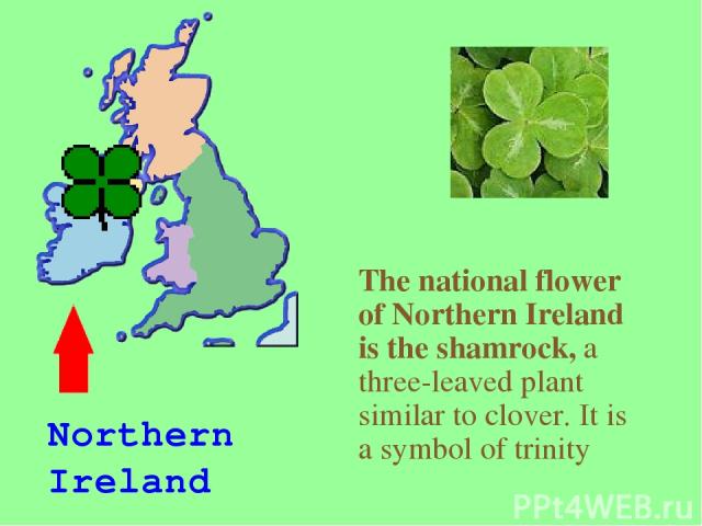 The national flower of Northern Ireland is the shamrock, a three-leaved plant similar to clover. It is a symbol of trinity Northern Ireland