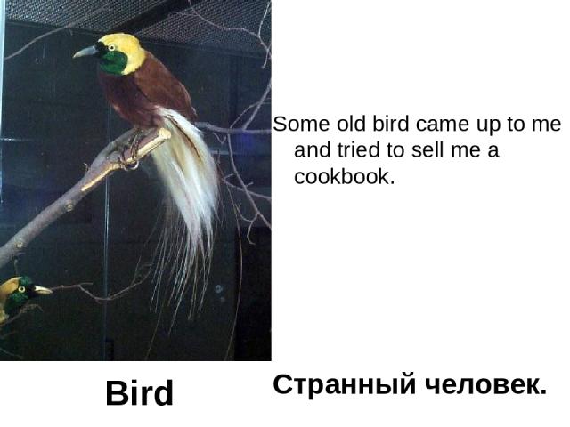 Some old bird came up to me and tried to sell me a cookbook. Странный человек. Bird