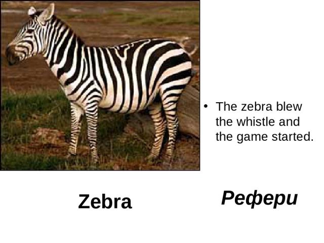Zebra The zebra blew the whistle and the game started. Рефери
