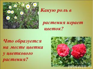 Какую роль в жизни растения играет цветок? Что образуется на месте цветка у цвет