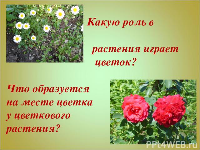 Какую роль в жизни растения играет цветок? Что образуется на месте цветка у цветкового растения?