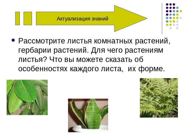 Актуализация знаний Рассмотрите листья комнатных растений, гербарии растений. Для чего растениям листья? Что вы можете сказать об особенностях каждого листа, их форме.