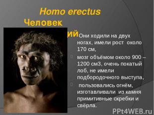 Homo erectus Человек прямоходящий Они ходили на двух ногах, имели рост около 170