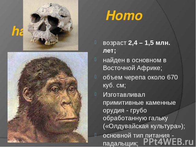 Homo habilis возраст 2,4 – 1,5 млн. лет; найден в основном в Восточной Африке; объем черепа около 670 куб. см; Изготавливал примитивные каменные орудия - грубо обработанную гальку («Олдувайская культура»); основной тип питания - падальщик;