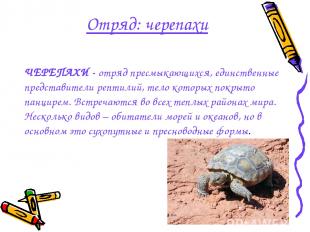 Отряд: черепахи ЧЕРЕПАХИ - отряд пресмыкающихся, единственные представители репт