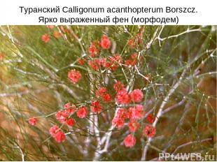 Туранский Calligonum acanthopterum Borszcz. Ярко выраженный фен (морфодем)