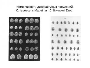 Изменчивость дикорастущих популяций: C. rubescens Mattei и C. litwinowii Drob.