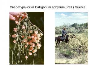Сверотуранский Calligonum aphyllum (Pall.) Guerke