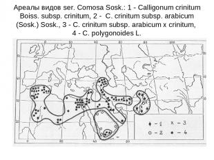 Ареалы видов ser. Comosa Sosk.: 1 - Calligonum crinitum Boiss. subsp. crinitum,