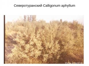 Северотуранский Calligonum aphyllum
