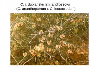 C. x dubianskii nm. androssowii (C. acanthopterum x C. leucocladum)