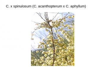 C. x spinulosum (C. acanthopterum x C. aphyllum)