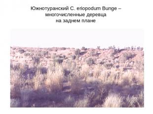 Южнотуранский C. eriopodum Bunge – многочисленные деревца на заднем плане