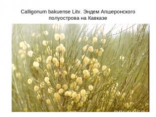 Calligonum bakuense Litv. Эндем Апшеронского полуострова на Кавказе