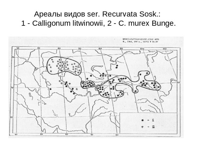 Ареалы видов ser. Recurvata Sosk.: 1 - Calligonum litwinowii, 2 - C. murex Bunge.