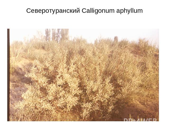 Северотуранский Calligonum aphyllum