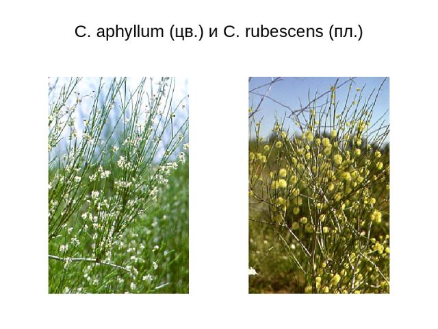 C. aphyllum (цв.) и C. rubescens (пл.)