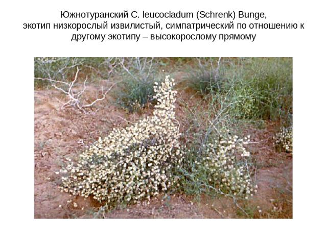 Южнотуранский C. leucocladum (Schrenk) Bunge, экотип низкорослый извилистый, симпатрический по отношению к другому экотипу – высокорослому прямому