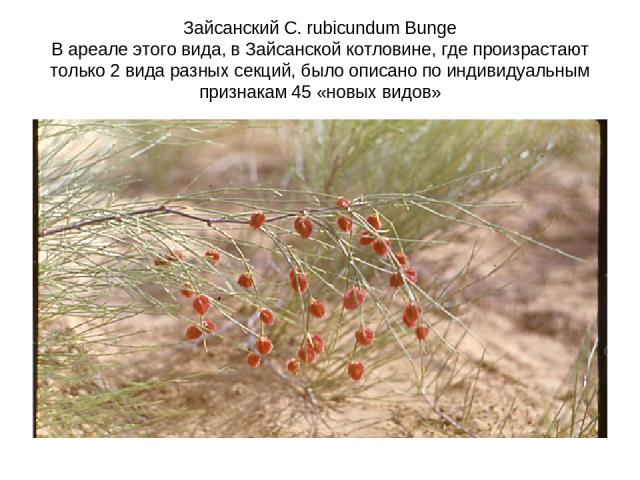 Зайсанский C. rubicundum Bunge В ареале этого вида, в Зайсанской котловине, где произрастают только 2 вида разных секций, было описано по индивидуальным признакам 45 «новых видов»