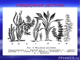 Аквариумные растения