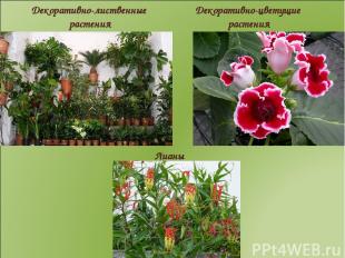 Декоративно-цветущие растения Декоративно-лиственные растения Лианы