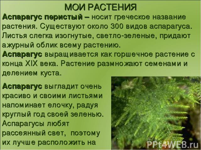 МОИ РАСТЕНИЯ Аспарагус перистый – носит греческое название растения. Существуют около 300 видов аспарагуса. Листья слегка изогнутые, светло-зеленые, придают ажурный облик всему растению. Аспарагус выращивается как горшечное растение с конца XIX века…