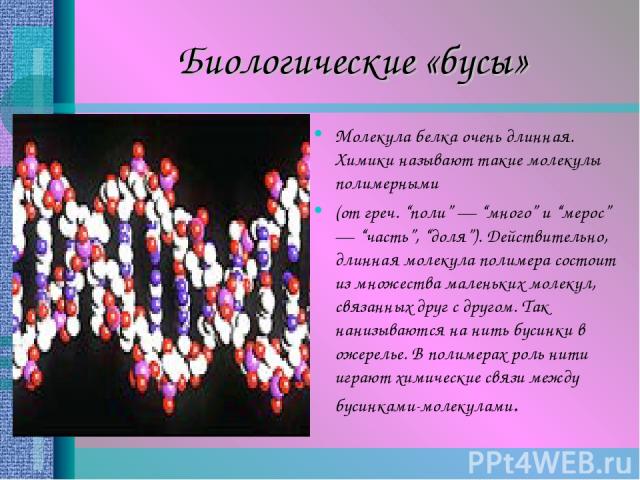 Биологические «бусы» Молекула белка очень длинная. Химики называют такие молекулы полимерными (от греч. “поли” — “много” и “мерос” — “часть”, “доля”). Действительно, длинная молекула полимера состоит из множества маленьких молекул, связанных друг с …