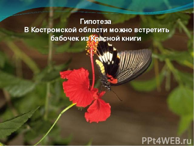 Гипотеза В Костромской области можно встретить бабочек из Красной книги