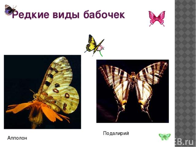Редкие виды бабочек Подалирий Апполон