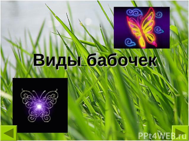 Виды бабочек