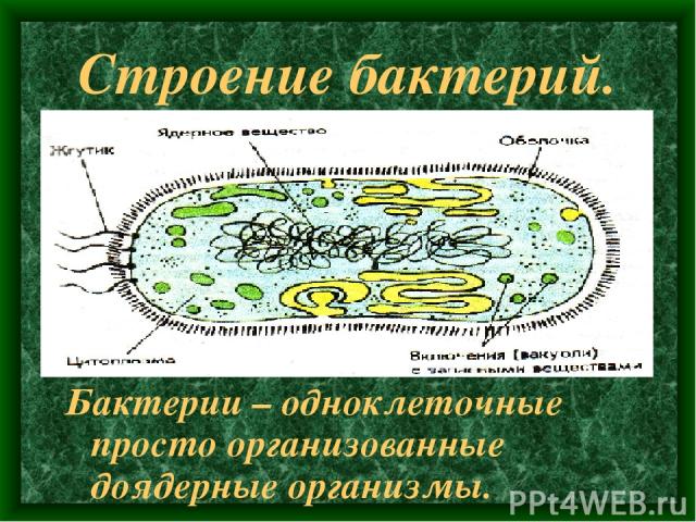 Строение бактерий. Бактерии – одноклеточные просто организованные доядерные организмы. ..\2006-05-24\Scan10095.JPG