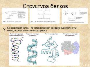 Структура белков Конформация белка – пространственная конфигурация молекулы белк