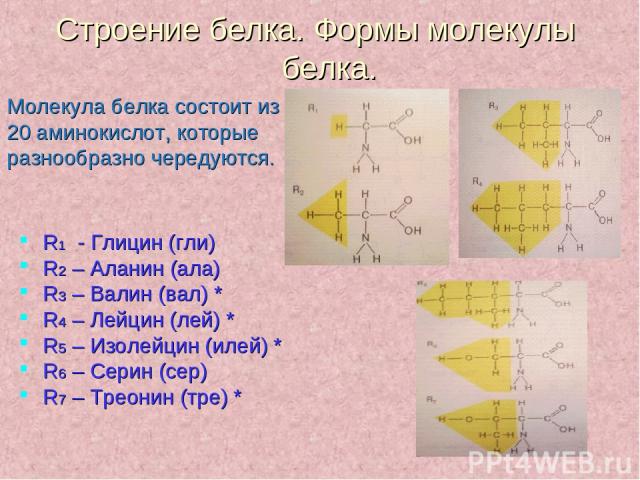 Строение белка. Формы молекулы белка. Молекула белка состоит из 20 аминокислот, которые разнообразно чередуются. R1 - Глицин (гли) R2 – Аланин (ала) R3 – Валин (вал) * R4 – Лейцин (лей) * R5 – Изолейцин (илей) * R6 – Серин (сер) R7 – Треонин (тре) *