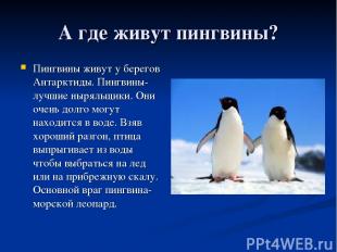 А где живут пингвины? Пингвины живут у берегов Антарктиды. Пингвины-лучшие нырял