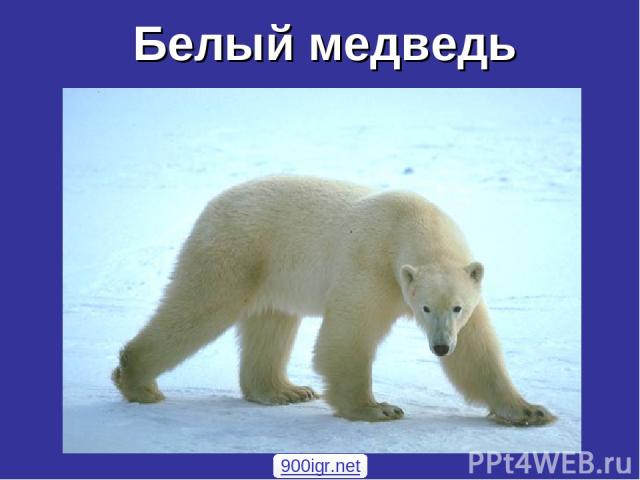 Белый медведь 900igr.net