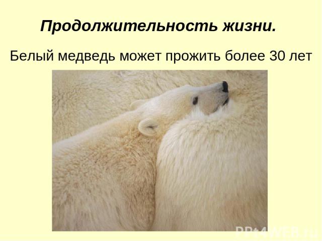 Продолжительность жизни. Белый медведь может прожить более 30 лет