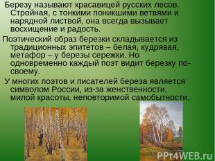 Березу называют красавицей русских лесов. Стройная, с тонкими поникшими ветвями