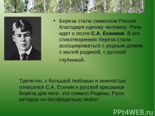 Береза стала символом России благодаря одному человеку. Речь идет о поэте С.А. Е