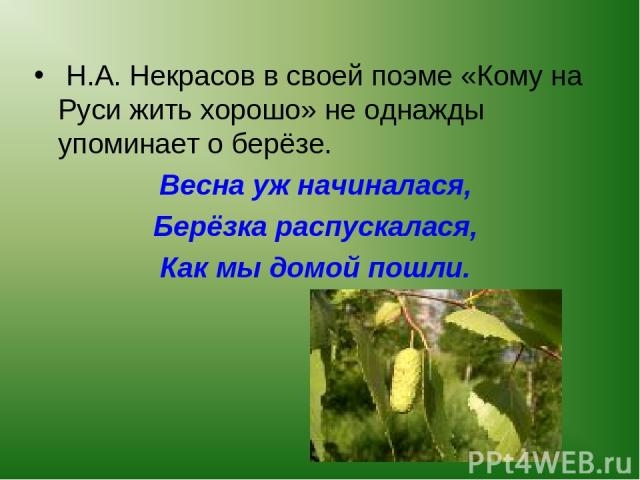Н.А. Некрасов в своей поэме «Кому на Руси жить хорошо» не однажды упоминает о берёзе. Весна уж начиналася, Берёзка распускалася, Как мы домой пошли.