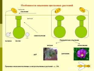 Особенности опыления цветковых растений пестик тычинка опыление пыльник рыльце П