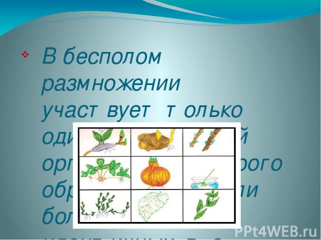 В бесполом размножении участвует только один родительский организм, из которого образуется два (или более) новых, идентичных, т.е похожих друг на друга организма. Бесполое размножение происходит без образования половых клеток и последующего их слияния.