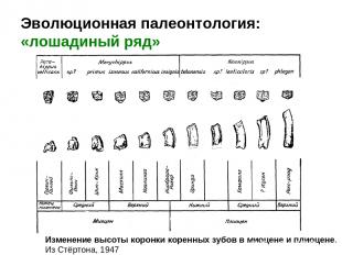 Эволюционная палеонтология: «лошадиный ряд» Изменение высоты коронки коренных зу