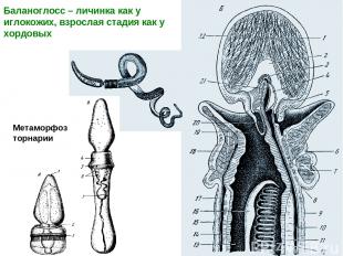 Баланоглосс – личинка как у иглокожих, взрослая стадия как у хордовых Метаморфоз