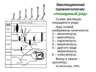 Эволюционная палеонтология: «лошадиный ряд» Схема эволюции лошадиного ряда. Над