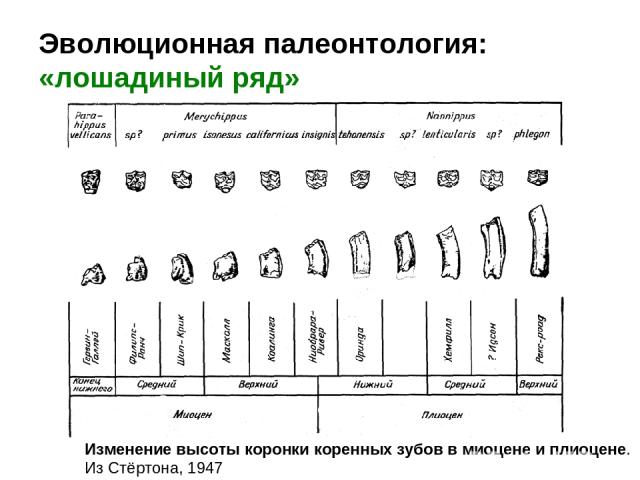 Эволюционная палеонтология: «лошадиный ряд» Изменение высоты коронки коренных зубов в миоцене и плиоцене. Из Стёртона, 1947