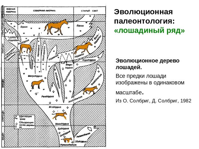 Эволюционное дерево лошадей. Все предки лошади изображены в одинаковом масштабе. Из О. Солбриг, Д. Солбриг, 1982 Эволюционная палеонтология: «лошадиный ряд»