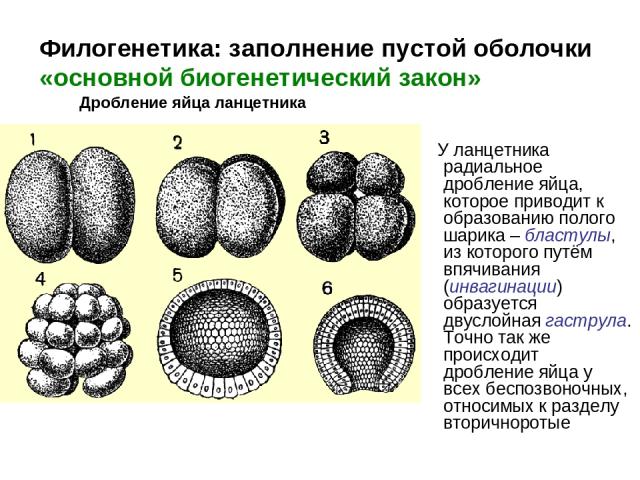 У ланцетника радиальное дробление яйца, которое приводит к образованию полого шарика – бластулы, из которого путём впячивания (инвагинации) образуется двуслойная гаструла. Точно так же происходит дробление яйца у всех беспозвоночных, относимых к раз…